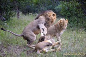 5_Young male lions play-fight