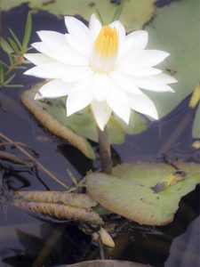 White water lilies at Ukutula