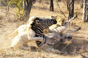 Taking down this young zebra, is not easy